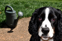 Watering Dog, A Gardener's Best Friend