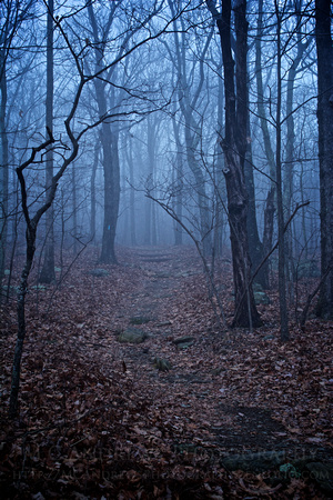 Fog on the Appalachian Trail