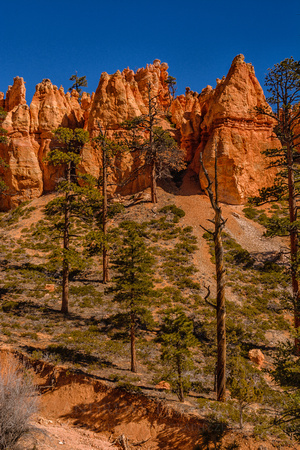 Twisted Trunks - Bryce Canyon