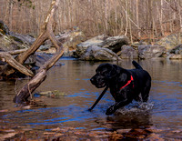 Wading In