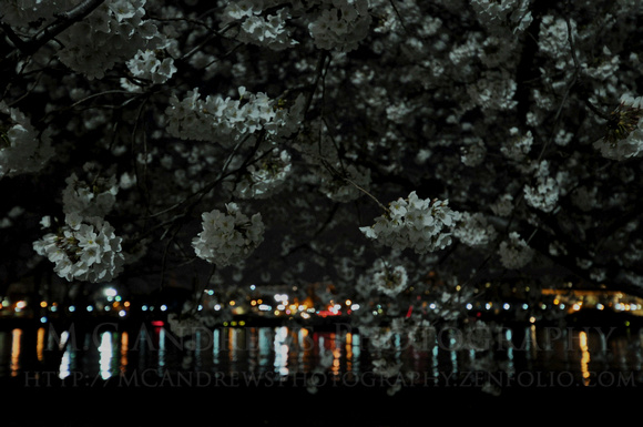 Cherry Blossoms - Night on the Channel