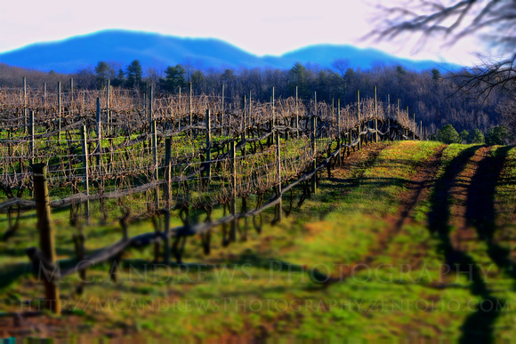 Seasons of Seven Oaks - Light and Shadow in the vineyard