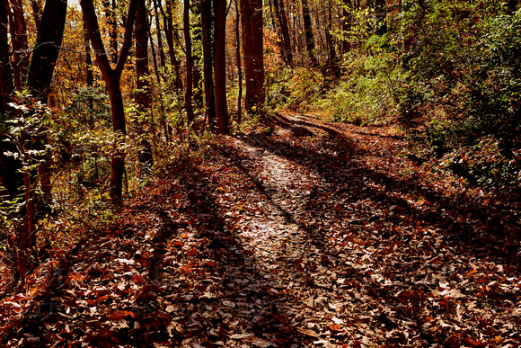 Shadows on the Trail - Jefferson Mountain
