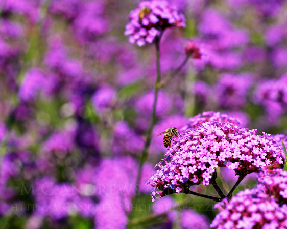 Bee in Field of Purple