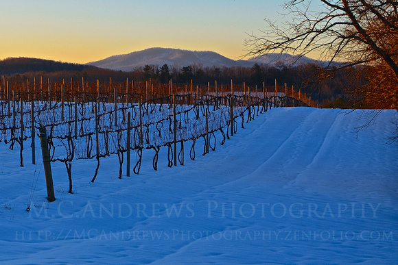 Seasons of Seven Oaks - Snow on the Vineyard - First Light