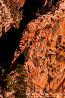 4-Angel's Landing - Thin Trail-4899