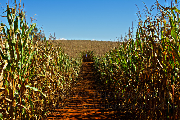 Into the Maize